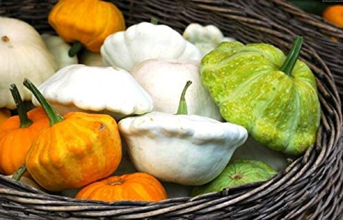 3 Package Mix 15 S.e.e.ds Squash-Zucchini Orang Green White Heirloom S.e.e.ds