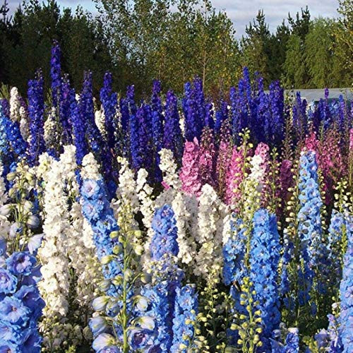 RubyShop724 300S-e-e-ds Dwarf Delphinium Ajacis Larkspur S-e-e-ds Mix
