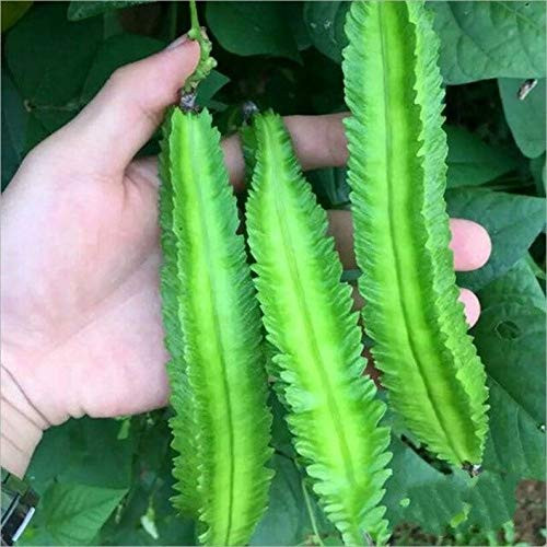 40S-e-e-ds Winged Bean S-e-e-ds- Asparagus Péa Wing Péa Four Angled Bean- Dara Dham Bala- Goa Bean