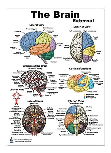 The Brain External Structure Poster 12 * 17inch Waterproof