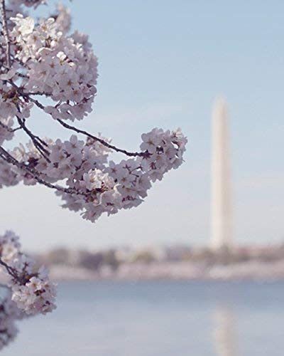 Washington DC Decor Cherry Blossom and The Washington Monument Photography Print DC Wall Art Picture from 5x7 to 18x24 inches