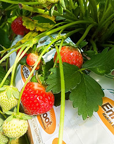 Strawberry Evie-2 Bare Root Plants 20 Count - Ever Bearing - Non-GMO - Day Neutral Longer Fruit yielding Season - Bareroots Wrapped in Coco Coir - GreenEase by ENROOT