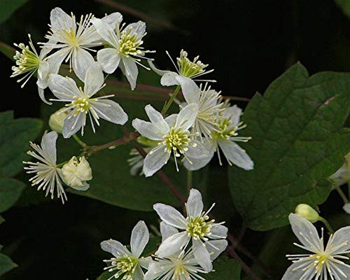 PHK Clematis virginiana Virgin's Bower Devil's Darning Needles 250 S-e-EDS