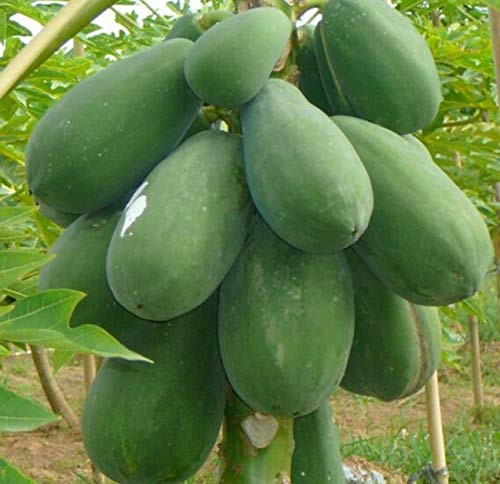 30S-e-e-ds Dwarf Hovey Papaya S-e-e-ds