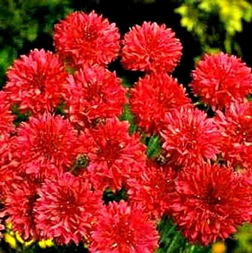 LGKO Red Bachelor Button S-e-e-d-s Tall Red Cornflower S-e-e-d-s Bulk Fl?wer S-e-e-d-s 500ct LGKO Red Bachelor Button S-e-e-d-s Tall Red Cornflower S-e-e-d-s Bulk Fl?wer S-e-e-d-s 500ct