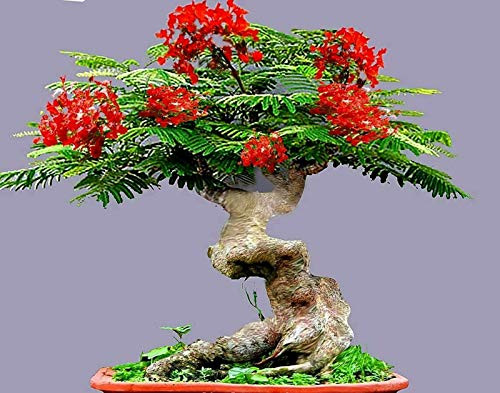 LGKO Bónsai Flamboyant Flame Trée S-e-e-d-s to Grow  10 S-e-e-d-s