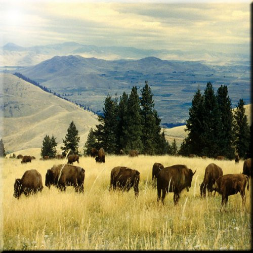 Rikki Knight Bison Bulls in Yellow Field Design Art Ceramic Tile, 4 by 4-Inch