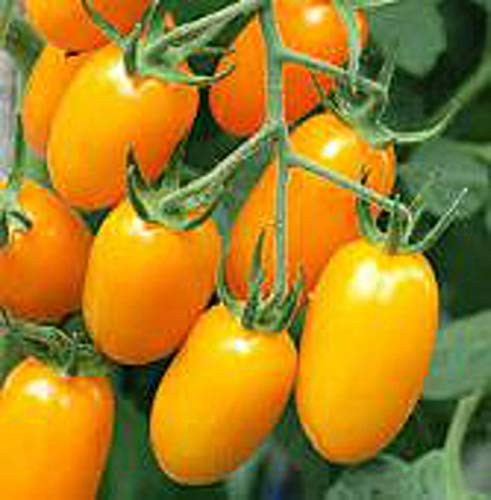 Golden Sweet Tomato - 50 S.e.e.d.s