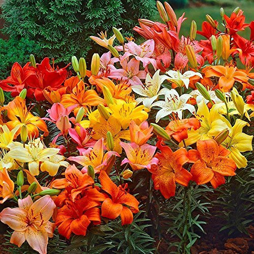 Asiatic Lilies Mix -10 Pack of Bulbs- - Freshly Dug Perennial Lily Flower Bulbs