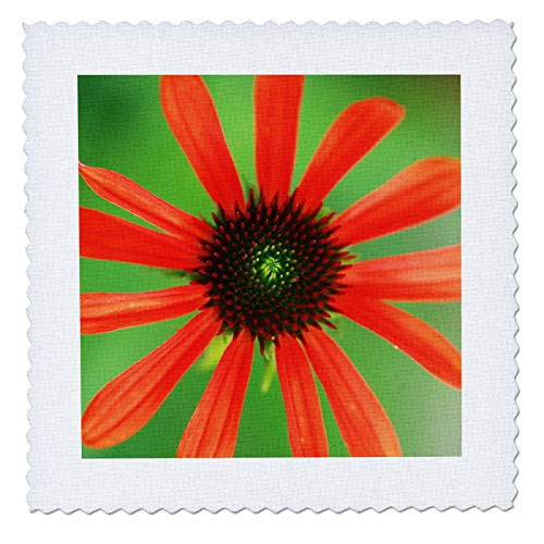 3dRose Macro photograph of a single red coneflower that just bloomed - Quilt Squares -qs-335616-4- 3dRose Macro photograph of a single red coneflower that just bloomed - Quilt Squares -qs-335616-4-