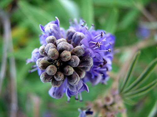 Vitex Chaste TRE.e Chasteberry -Vitex Agnus Castus- - 200 -750 - 2000 S.eeds  plus Gift - 250 S.eeds