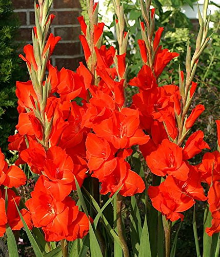 Victor Borge Large Flowering Gladiolus - 10 Bulbs 14- plus cm