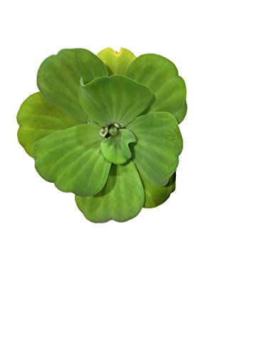 Water Lettuce Live Aquarium-Floating-Aquatic-Pond Plant by G and Z