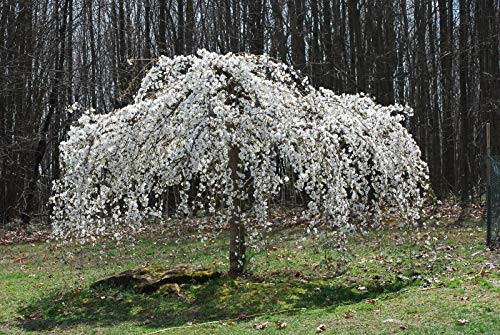 Live 10 Unrooted White Weeping Cherry Tree Cuttings 4-8