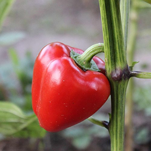 Pimento L - Sweet Pepper Garden Seeds - 1 oz - Non-GMO Heirloom - Heart-Shaped Red Bell Peppers- Vegetable Gardening Seed by Mountain Valley Seed