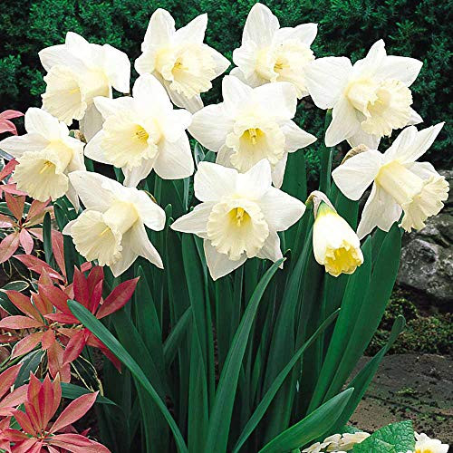 Daffodil Narcissus Mount Hood Bulbs - Size 12-14 -10 Bulbs-