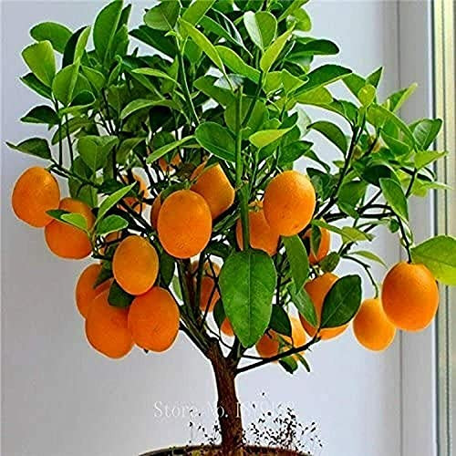 LGKO Bónsai Orange Tr?é S-e-e-d-s 20 S-e-e-d-sGrow a Delicious Fruit Bearing Bónsai Tr?é