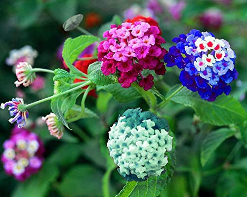 LGKO Liliya's Lantana Mix - 50 plus Flowér S-e-e-d-s to Pl?n't