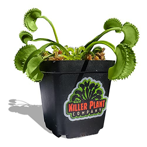 Large Jagged Teeth Venus Fly Trap - "Dente" - Fastest Shipping - Carnivorous Plant -Dionaea Muscipula- - 3 Inch Plant Pot - Live Venus Fly Trap Plant - The Killer Plant Company