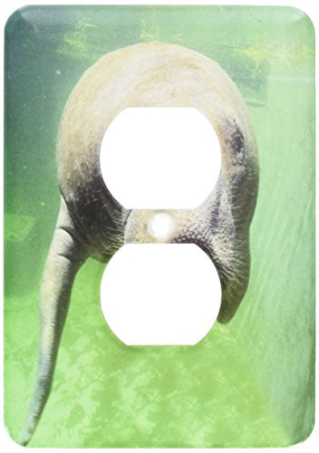 3dRose lsp_89158_6 Usa, Florida, Key West, Manatee Us10 Gjo0382 Greg Johnston 2 Plug Outlet Cover