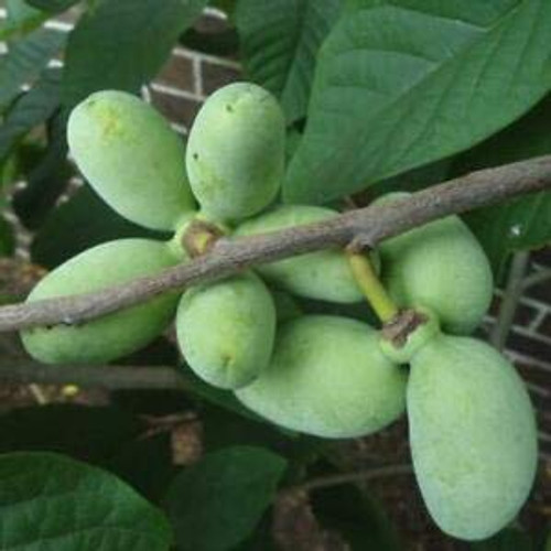 LGKO 6 PAW PAW Fruit TR?É Indian Bánana Asimina Trilóba Flowér S-e-e-d-s LGKO 6 PAW PAW Fruit TR?É Indian Bánana Asimina Trilóba Flowér S-e-e-d-s