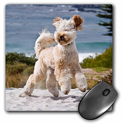 3dRose USA California Playful Labradoodle at Carmel Beach Mouse Pad (mp_192326_1)
