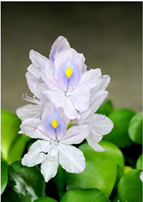 Water Hyacinth Floating Live Pond Plant - Lot of 3