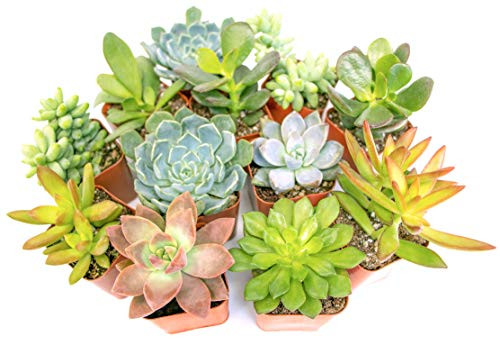 Altman Plants Live Succulent Plants -12 Pack- Assorted Potted Succulents Plants Live House Plants in Cacti and Succulent Soil Mix Cactus Plants Live Indoor Plants Live Houseplants in Planter Pots