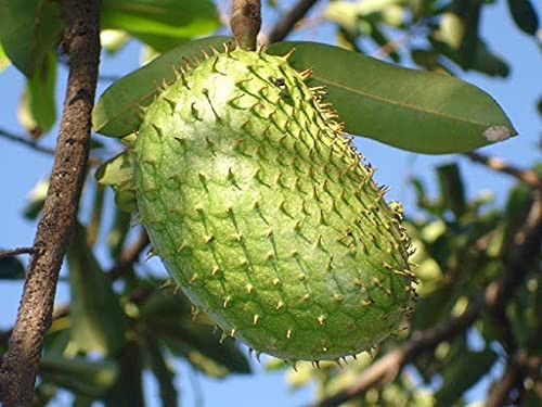 Annona Muricata Soursop 10 S'eeds-B Annona Muricata Soursop 10 S'eeds-B