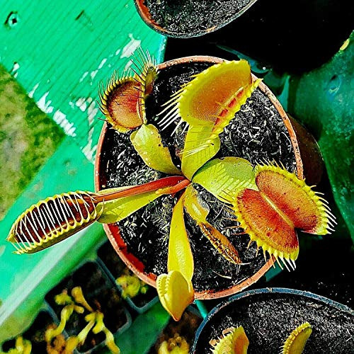 Two Live Adult Venus Flytrap Plants Mixed Breed Venus Fly Trap