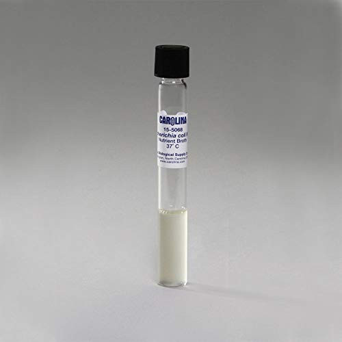 Escherichia coli K-12 Strain Living Nutrient Broth Tube