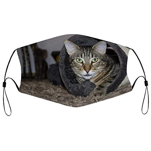 Roupaze Unisex Face Mask Hangover Cat Domestic Cat Portrait Mackerel Face Mouth Cover Balaclavas Bandana for Adults with 16 Filter