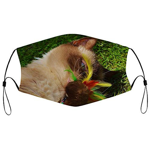 Roupaze Unisex Face Mask Cat British Shorthair Play Mieze Thoroughbred Dear Face Mouth Cover Balaclavas Bandana for Adults with 16 Filter