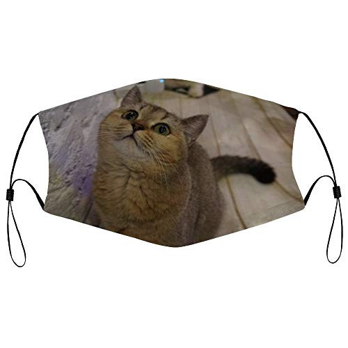 Roupaze Unisex Face Mask British Shorthair Cat Pet Animals Feline Face Mouth Cover Balaclavas Bandana for Adults with 16 Filter