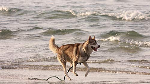 Jigsaw Puzzle 500 Piece - Signature Collection Alsatian Runnin Large Puzzle Game Artwork for Adults Teens 52x38cm -20.5x15in