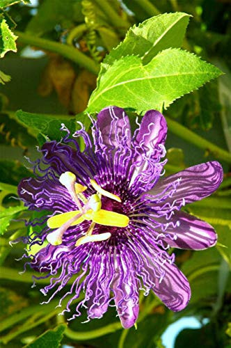 Passion F.r.u.i.t Purple F.l.o.w.e.r Vin.e Maypop Passiflora Incarnata P.l.a.n.t Se.ed 25 Se.EDS Can G.r.o.w in Pot- Tray