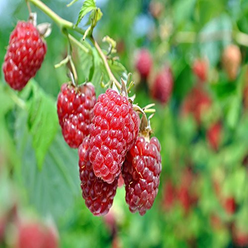 3 Heritage everbearing red raspberry plants -3 Lrg 2yr Bare Root Canes- Zone 3-8