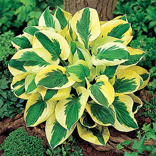 Brim Cup Hosta Bare R.o.o.t P'lant