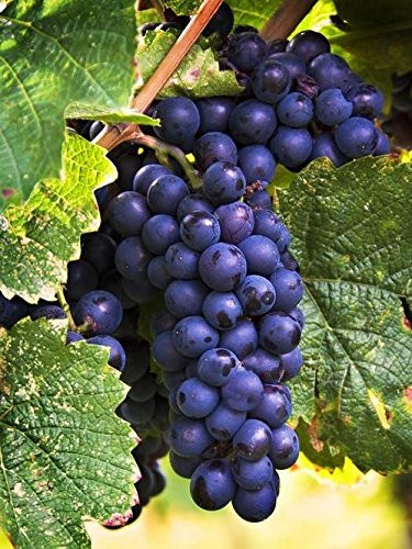 Merlot Vincent Wine Grape Vine - Grafted Certified - Plantable Year Round