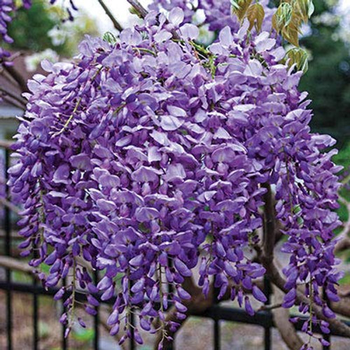 Beautiful Blue Moon Wisteria Vine Plant Attracts Hummingbirds Potted Plant Fragrant Flowers in Dormancy -6-10 Inches-