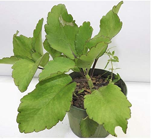 Siempre Viva PRODIGIOSA O EWE DUNDUN CON Raiz. -Recomendamos a nuestros clientes usar el servicio de dos dias de entrega si no quieren recibir su planta Muerta seca o rota-