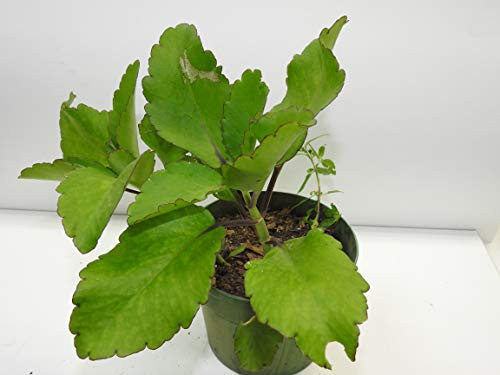 Siempre Viva o prodigiosa-ewe dun dun