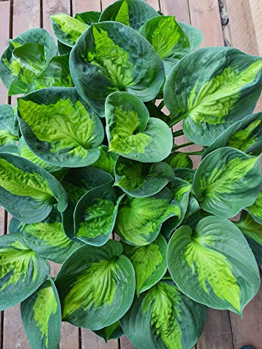 Sunset Grooves Hosta Bare R.o.o.t P'lant