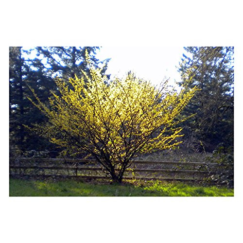American Witchhazel - Hamamelis virginiana L. - Hardy Established Roots - 1 Trade Gallon Potted - 1 Plant by Growers Solution