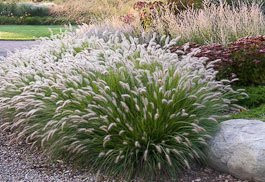 3 Hameln Grass in 4 Inch Containers-Dwarf Fountain Grass -3 Pots of Plants- Ships from Rock Island Tennessee. Grown here on Our own Farm.