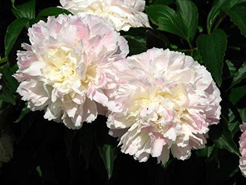 Shirley Temple Peony 1 B.areroot Shirley Temple Peony 1 B.areroot