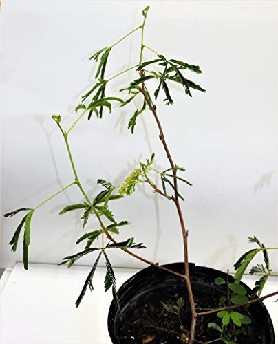 DORMIDERA OR MORIVIVI Plant with ROOTH-PLANTA DE DORMIDERA O MORIVIVI CON Raiz
