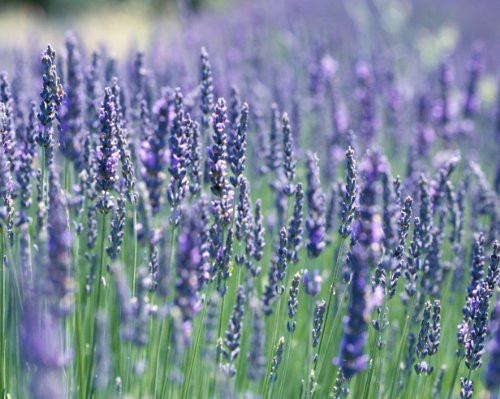 Clovers Garden French Lavender Plant Two -2- Live Plants  Not Seeds Each 4"-7" Tall - in 3.5" Pots