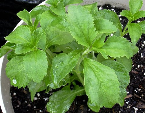 Clovers Garden Stevia Plant - Two -2- Live Plants - Non-GMO - Not Seeds - Each 4"-7" Tall - in 3.5 Inch Clovers Branded Pots