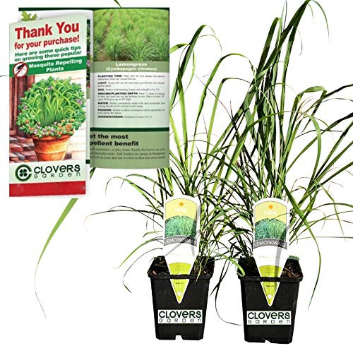 Clovers Garden 2 Large Lemongrass Plants Live - 4 7 Tall in 3.5 Pots - Edible Medicinal Herb Mosquito Garden Plant Cymbopogon Citratus
